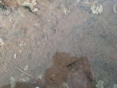 Poecilia reticulata