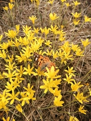 Narcissus cavanillesii