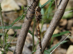 Adversaeschna brevistyla