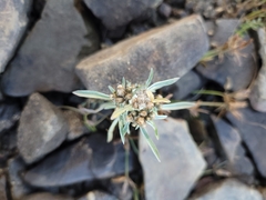 Gnaphalium uliginosum