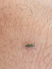 Simuliidae
