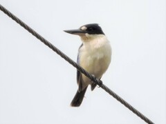 Todiramphus macleayii