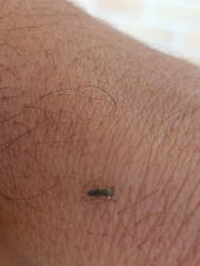 Simuliidae
