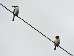 Todiramphus macleayii