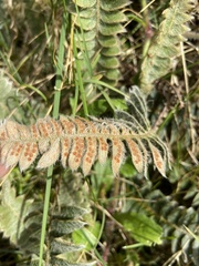 Pleopeltis lepidopteris