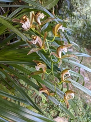 Cymbidium erythraeum
