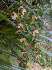 Cymbidium erythraeum