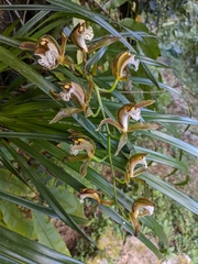 Cymbidium erythraeum