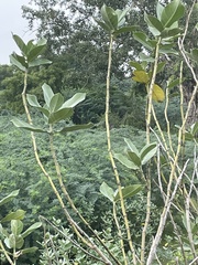 Calotropis gigantea