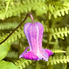 Clematis crispa