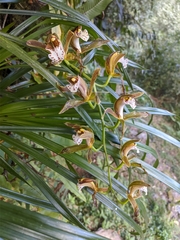 Cymbidium erythraeum