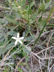 Wahlenbergia tenella