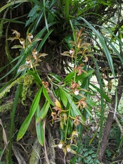 Cymbidium erythraeum