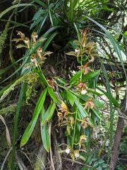 Cymbidium erythraeum