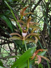 Cymbidium erythraeum