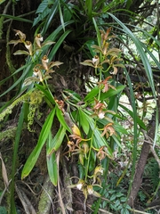 Cymbidium erythraeum