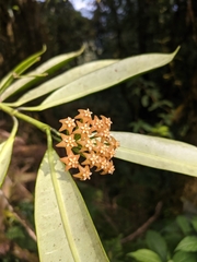 Hoya fusca