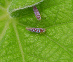 Sibovia
