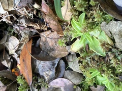 Pinguicula primuliflora