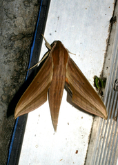 Xylophanes neoptolemus