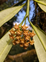 Hoya fusca
