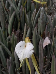 Brassavola nodosa