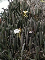 Brassavola nodosa