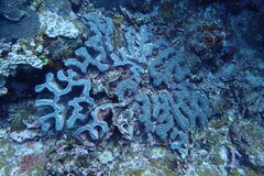 Fimbriaphyllia ancora