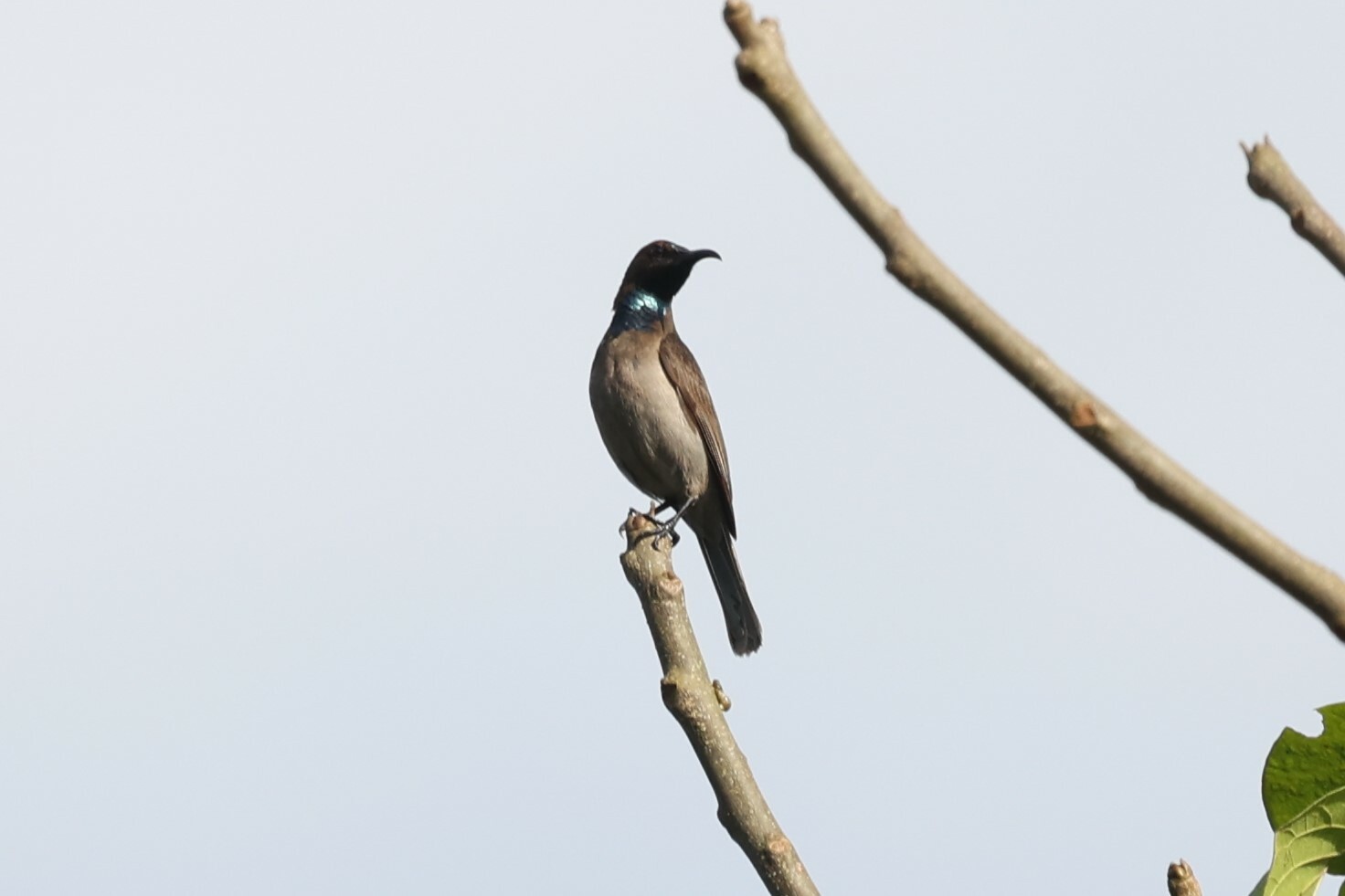 Blue-throated Brown Sunbird (Cyanomitra cyanolaema), photo 5