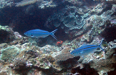 Caesio caerulaurea