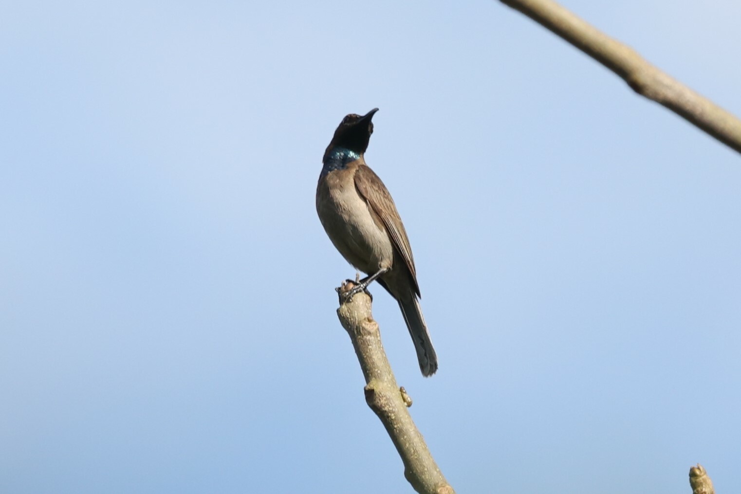Blue-throated Brown Sunbird (Cyanomitra cyanolaema), photo 4