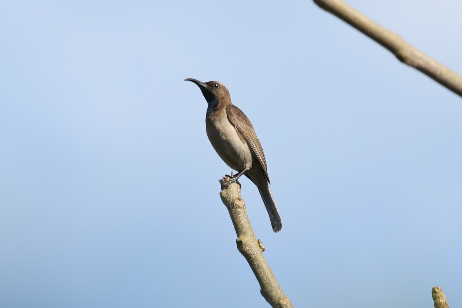 Blue-throated Brown Sunbird (Cyanomitra cyanolaema), photo 3