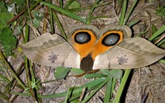Automeris coresus