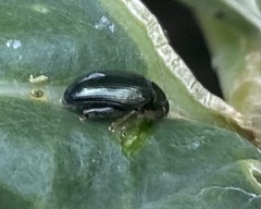 Psylliodes chrysocephala
