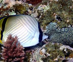 Chaetodon vagabundus