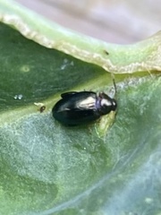 Psylliodes chrysocephala