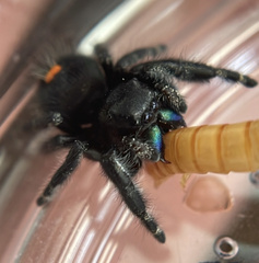 Phidippus audax