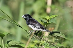 Spermestes bicolor poensis