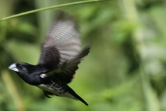 Spermestes bicolor poensis