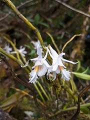 Dendrobium longicornu