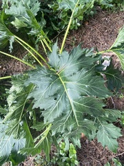 Acanthus mollis
