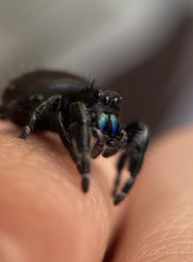 Phidippus audax