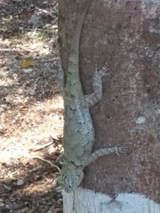 Sceloporus lundelli