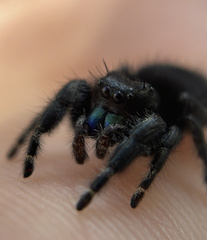 Phidippus audax