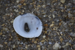 Gafrarium pectinatum