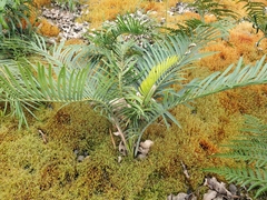 Macrozamia riedlei