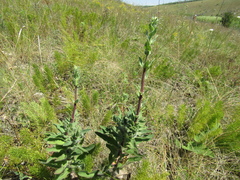 Hieracium robustum