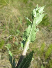 Hieracium robustum