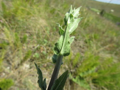 Hieracium robustum