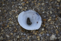 Gafrarium pectinatum